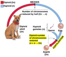 Fertilization restores diploid chromosome number