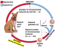 Mitosis maintains diploid state during development