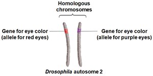 Homologous chromosomes with different alleles