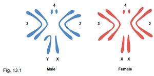 Karyotype of male and female fruit flies
