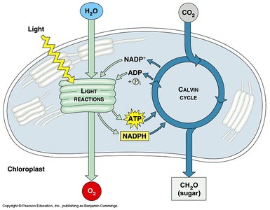 General Biology Study Guide: Photosynthesis & Control | Notes