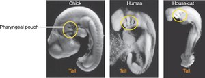 Developmental homology: chick, human, and cat embryos