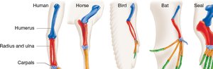 Structural homology: vertebrate limb bones