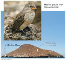 Medium ground finch and Daphne Major
