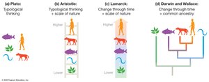 Models of the Diversity of Life: Plato, Aristotle, Lamarck, Darwin & Wallace