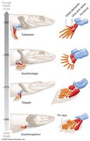Transitional Features during the Evolution of the Tetrapod Limb