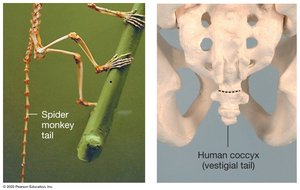 Vestigial Traits: Spider monkey tail and human coccyx