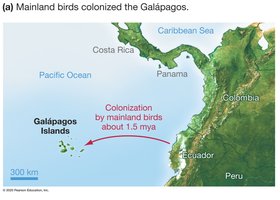 Galápagos finches share a common ancestor: colonization map