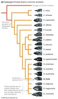 Galápagos finches share a common ancestor: phylogenetic tree