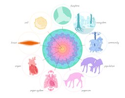 Illustration of the hierarchy of life in plants