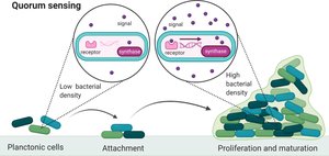 Diagram of quorum sensing in bacteria