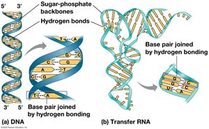 DNA and RNA structure