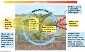 Diagram of energy flow and chemical cycling in ecosystems