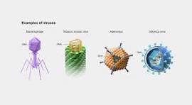 Examples of viruses