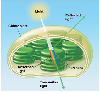 Why leaves are green