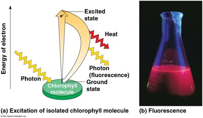Excitation of isolated chlorophyll by light