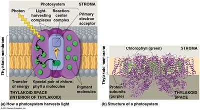 Photosystems in Light-Dependent Reactions