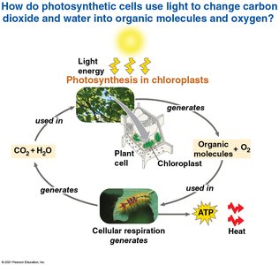Photosynthesis in an Ecological Context