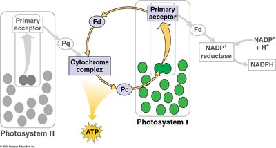 Cyclic electron flow