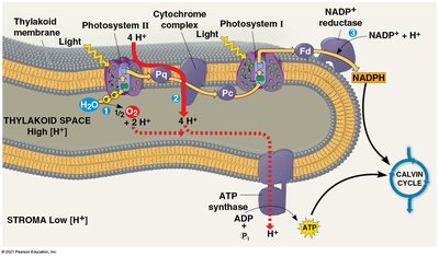 ATP production by chemiosmosis