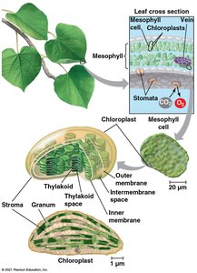Location of Photosynthesis in Leaf and Chloroplast