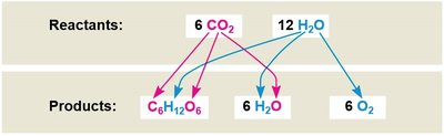 Overview of Photosynthesis: Light-Dependent Reactions