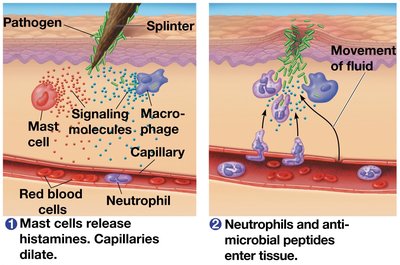 Major events in a local inflammatory response