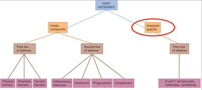 Overview of adaptive immune response