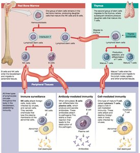 Origin and distribution of lymphocytes