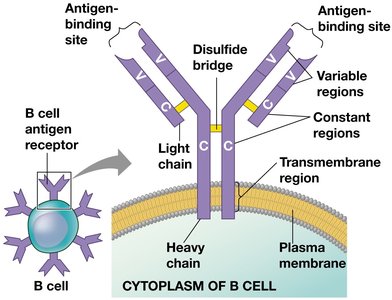 Structure of a B cell antigen receptor