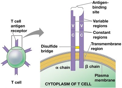 Structure of a T cell antigen receptor