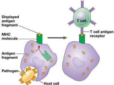 Antigen presentation to T cells