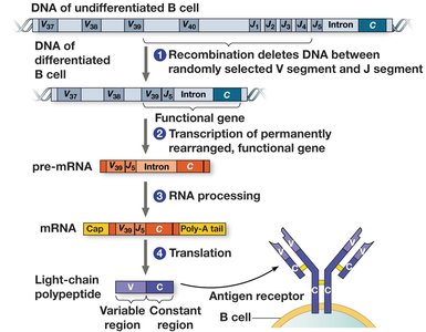 Immunoglobulin gene rearrangement