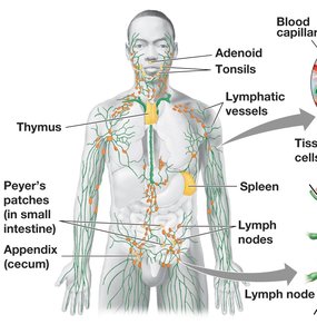 Lymphatic system and immune organs