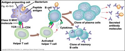 Clonal selection of lymphocytes