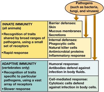 Comparison of innate and adaptive immunity