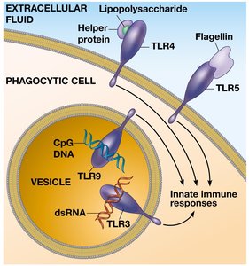 TLR signaling in phagocytic cells