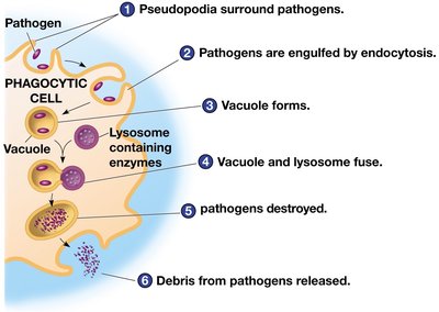 Steps of phagocytosis