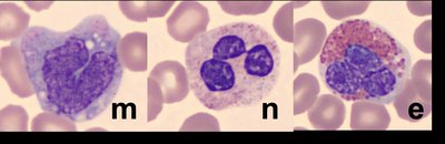 Blood cells: monocyte, neutrophil, eosinophil