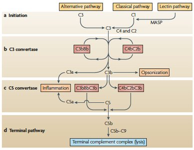 Complement protein cascade