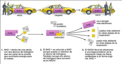 NAD+ and NADH as electron carriers