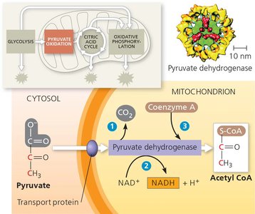Pyruvate oxidation to acetyl CoA