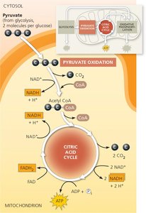Citric acid cycle overview