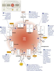 Citric acid cycle products per glucose