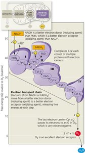 Electron transport chain complexes and electron flow