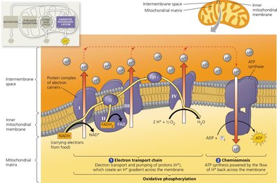 Chemiosmosis and ATP synthase mechanism