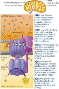 Structure and function of ATP synthase