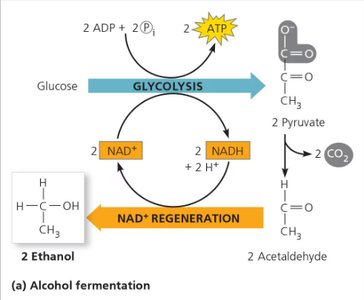 Alcohol and lactic acid fermentation pathways