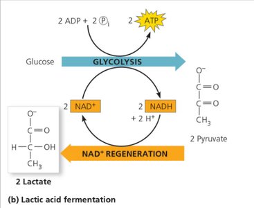 Comparison of fermentation and respiration