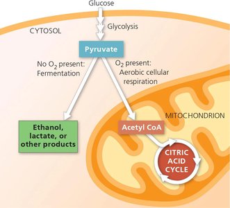 Evolutionary significance of glycolysis